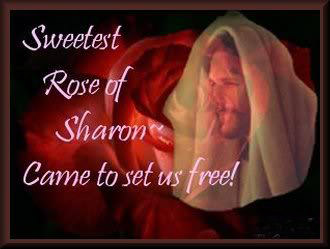 roseofsharon-2